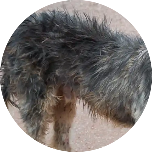 Close-up of a shaggy dog's side fur.