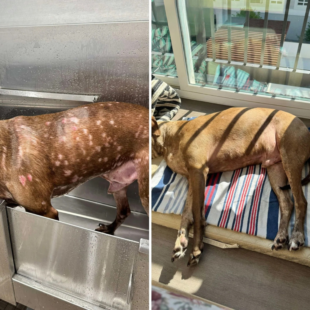 Dog with skin condition in a bath and resting on a striped bed indoors.