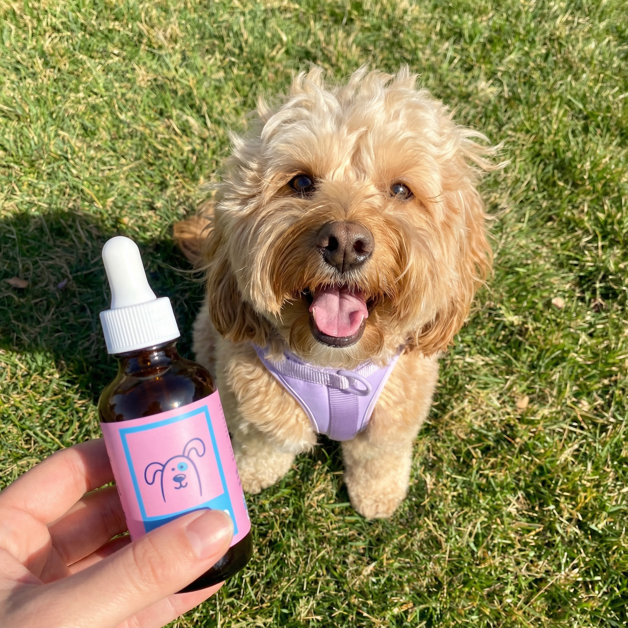 Small dog wearing a harness sits on grass beside hand holding a dropper bottle.