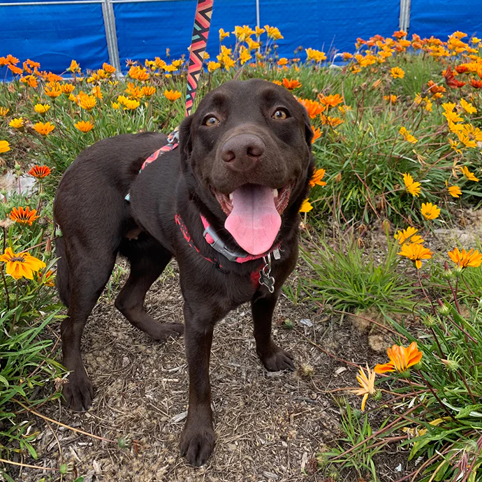 Brown dog on a leash standing among orange flowers.