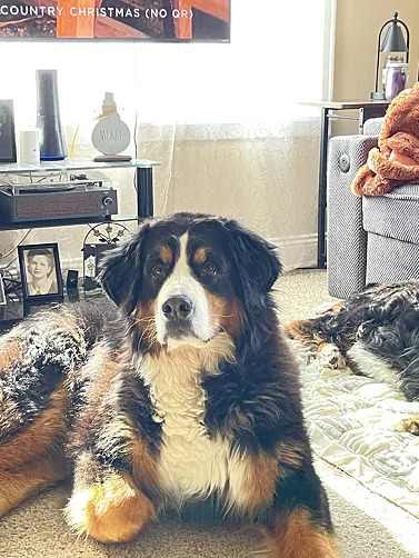 Two dogs resting in a sunlit living room with furniture.