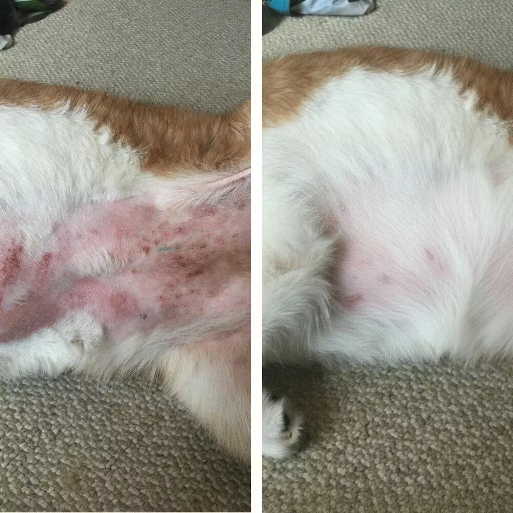 Two side-by-side images of a dog's inflamed and healed skin.