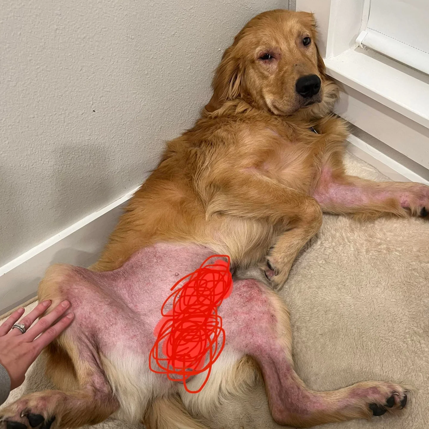 Golden retriever lying on floor with partially shaved belly.
