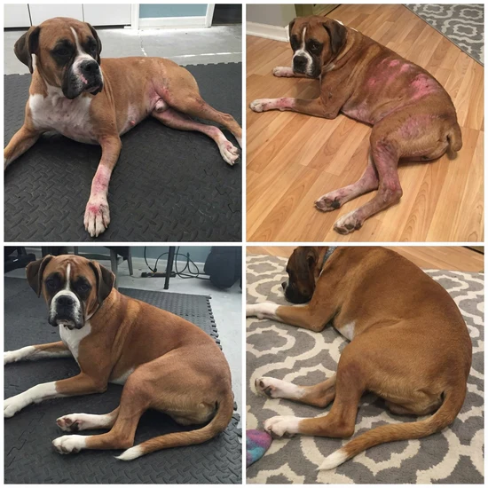 Four images of a brown and white dog lying down on different floors.