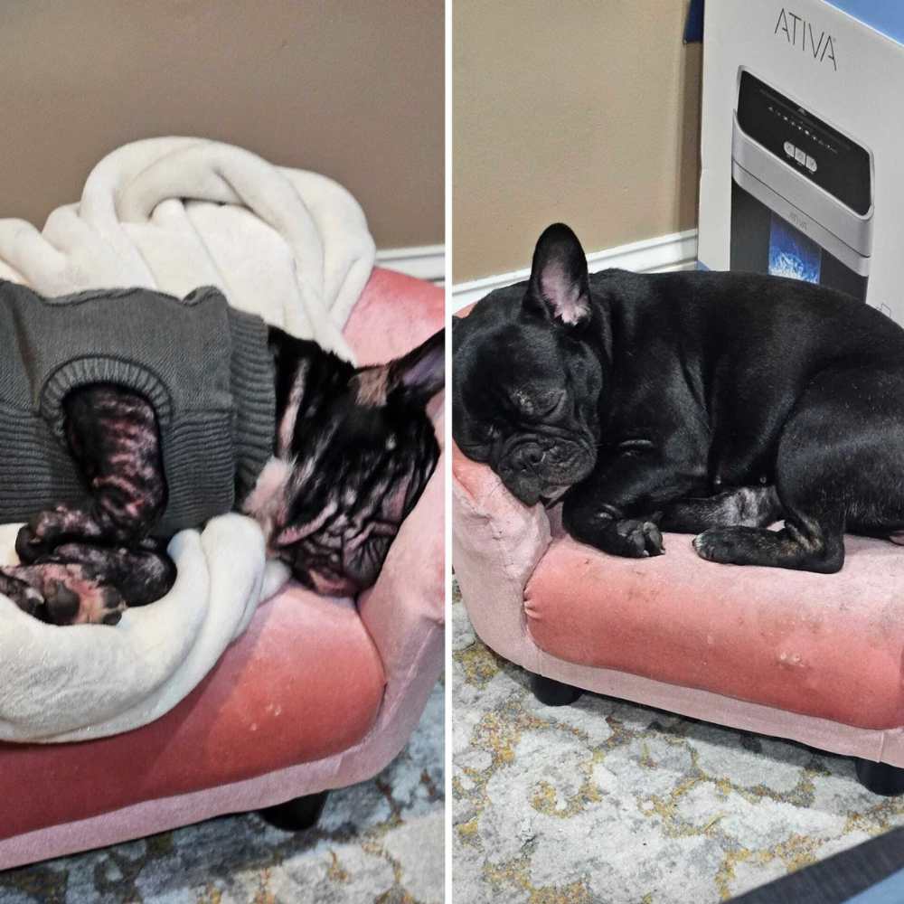 Two French Bulldogs sleeping on pink mini couches indoors.