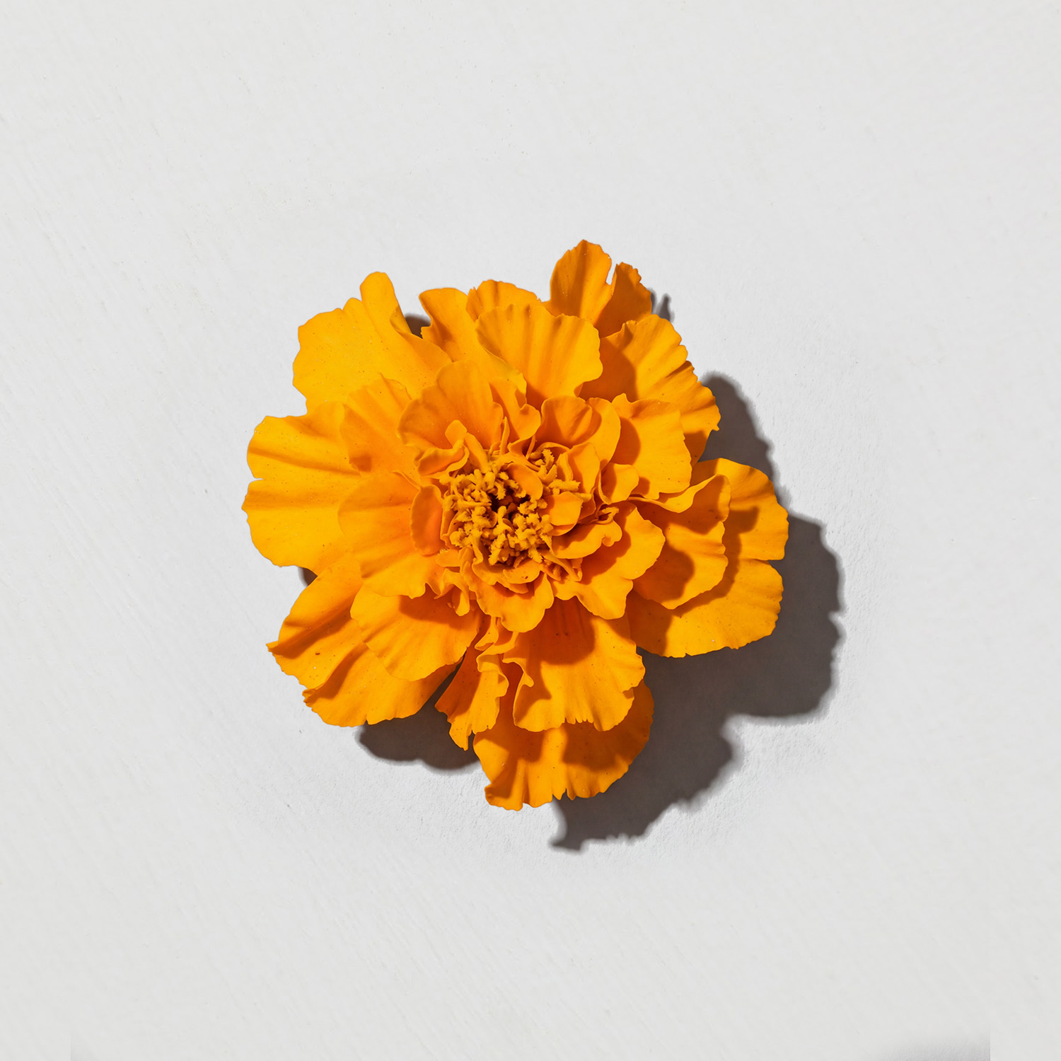 A close-up, top-down view of a single orange marigold flower on a white surface, casting a shadow.