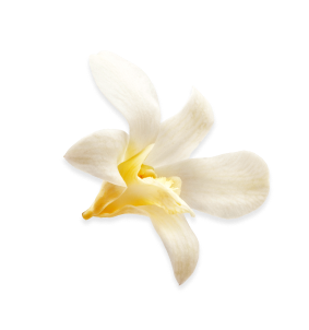 A single white and yellow orchid flower against a black background.