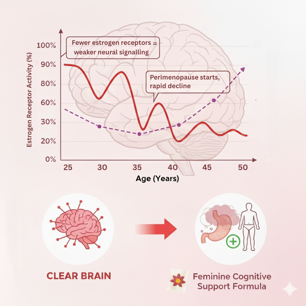 Graph of estrogen receptor activity and brain image labeled 'Clear Brain'.