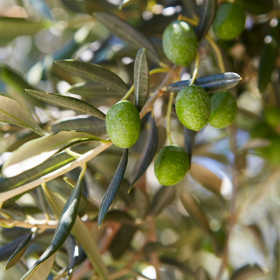 Close-up of green olives on a tree branch with leaves.