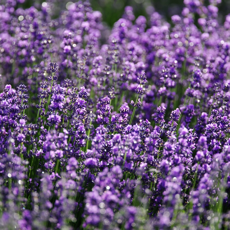 Close-up of a field of blooming purple lavender flowers.
