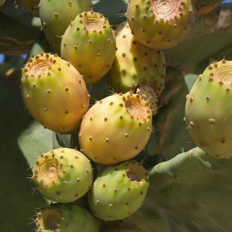 Close-up of ripe prickly pear cactus fruits on a plant.