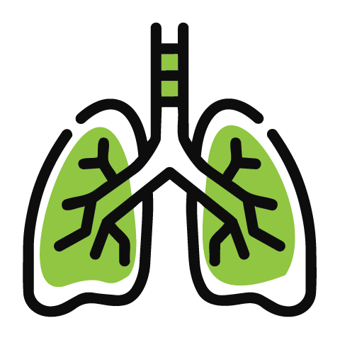 A stylized icon of human lungs with a thick black outline and light green fill.