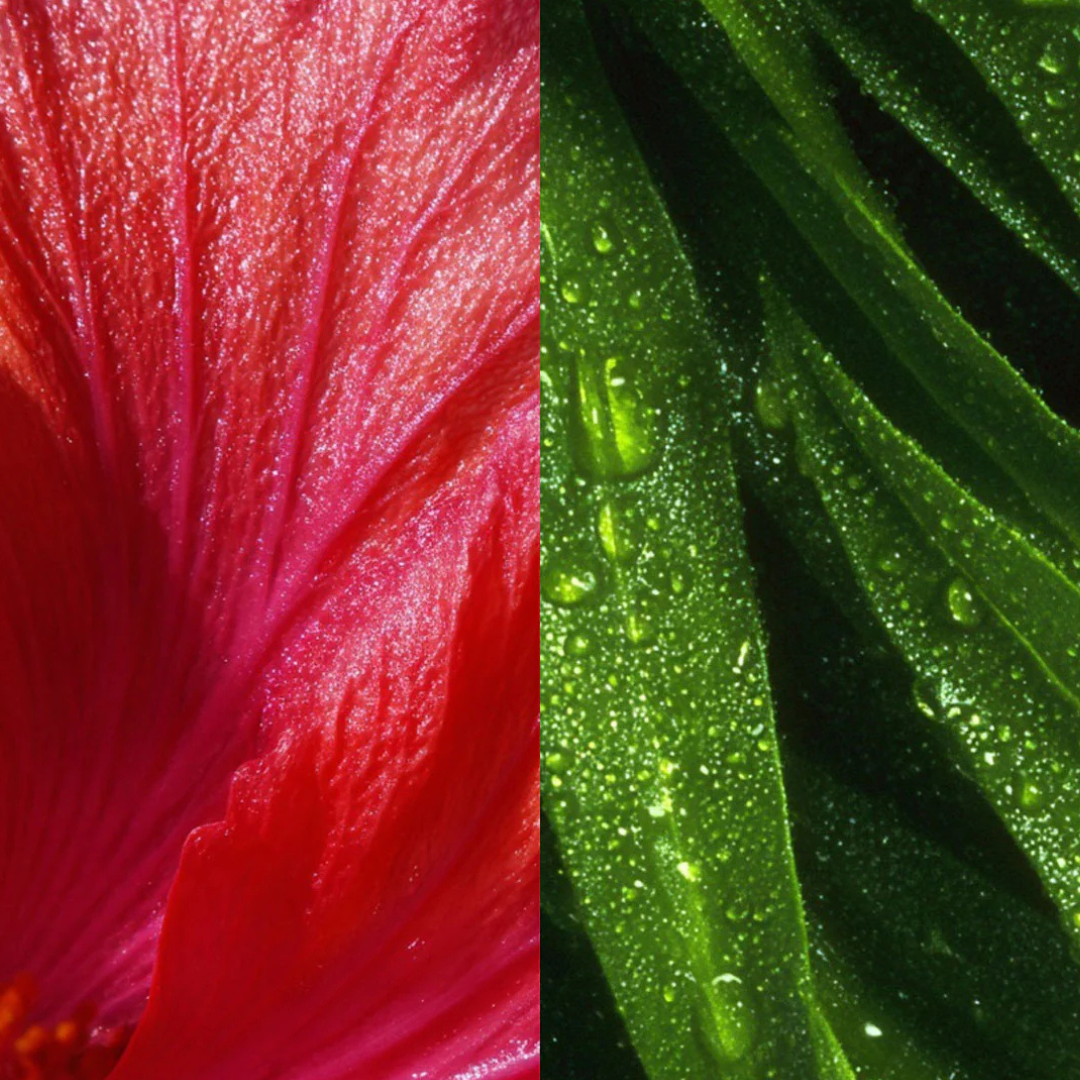 A split image showing a macro view of a red flower petal and dewy green leaves.