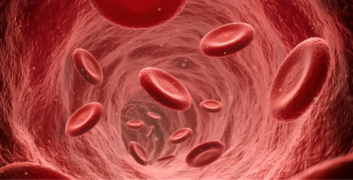 Illustration of red blood cells flowing through a blood vessel.