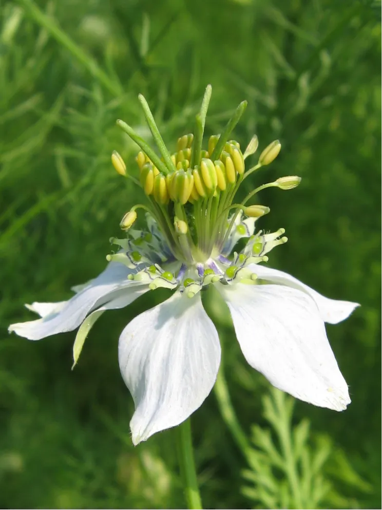 Close-up of a white flower with yellow stamens against a green background.