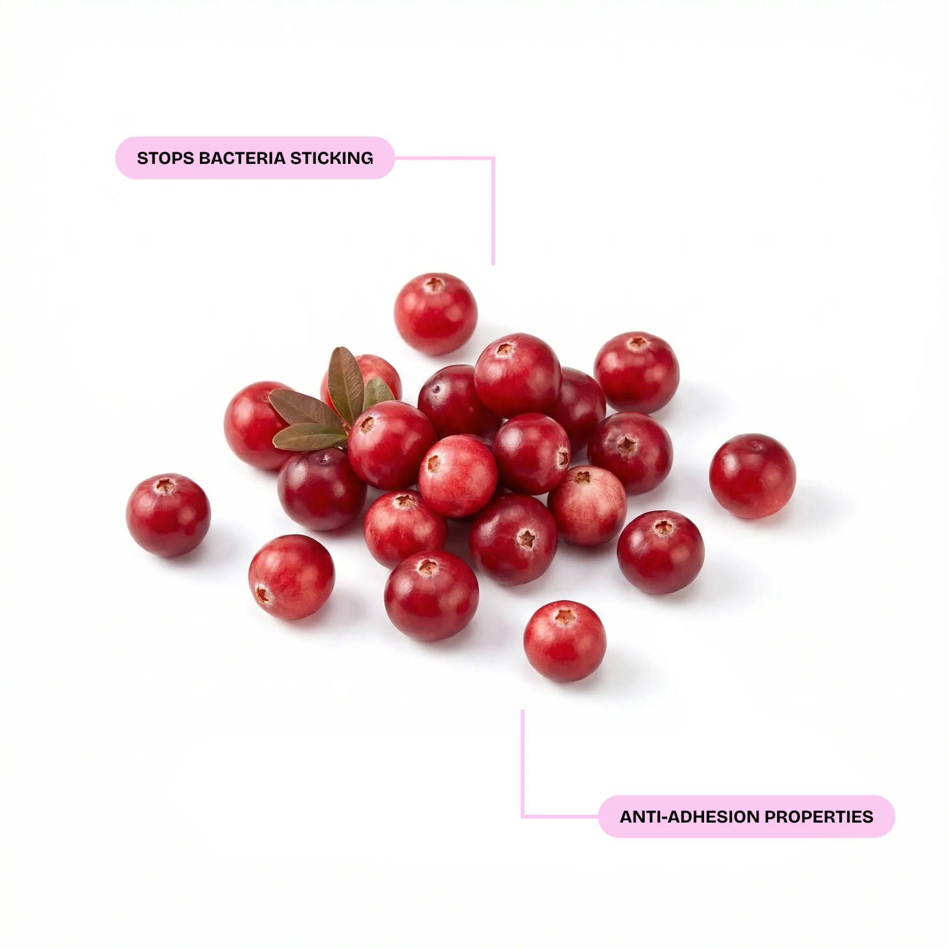 A pile of fresh cranberries on a red background with text highlighting their anti-adhesion properties.
