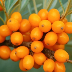 A close-up of a branch tightly clustered with small, bright orange sea buckthorn berries.