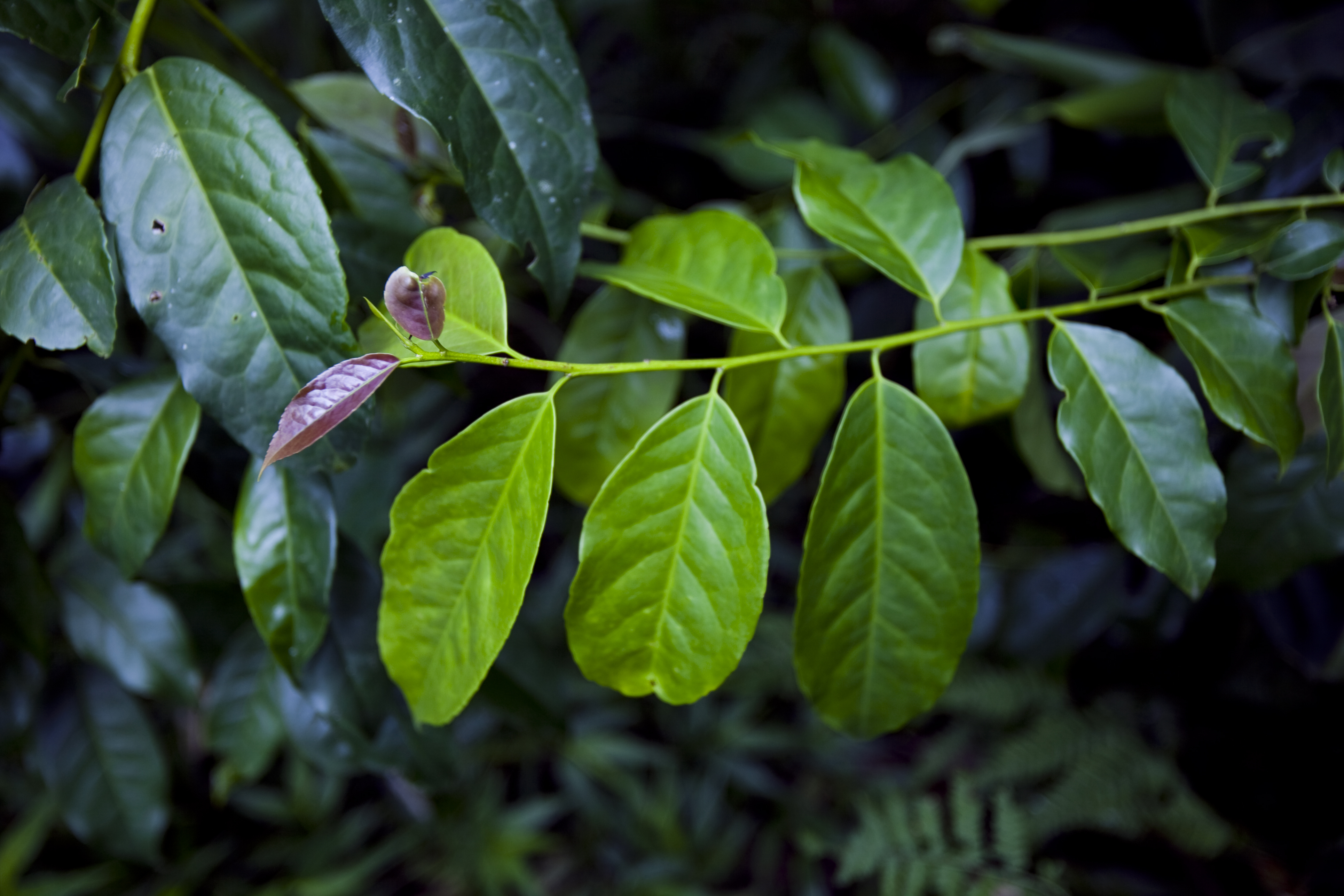Close-up of green leaves on a branch with a dark background.