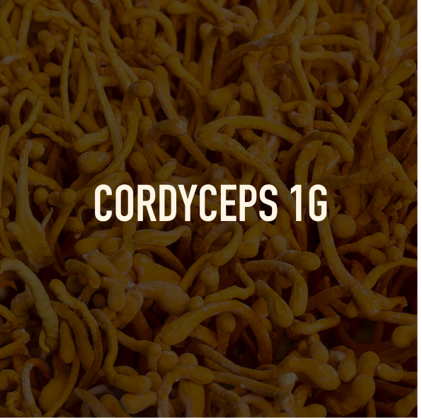 Close-up of cordyceps fungi with 'CORDYCEPS 1G' text overlay.