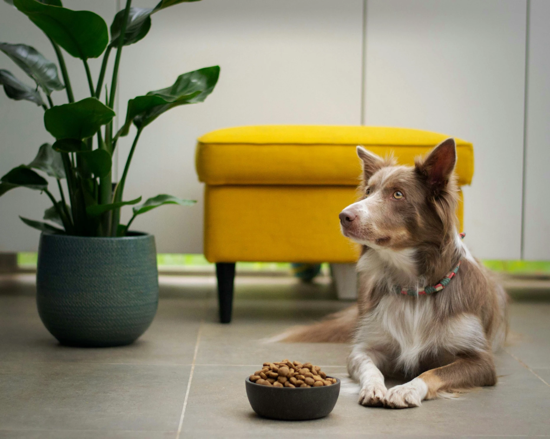A brown and white dog lies on a tile floor next to a bowl of kibble and a plant.