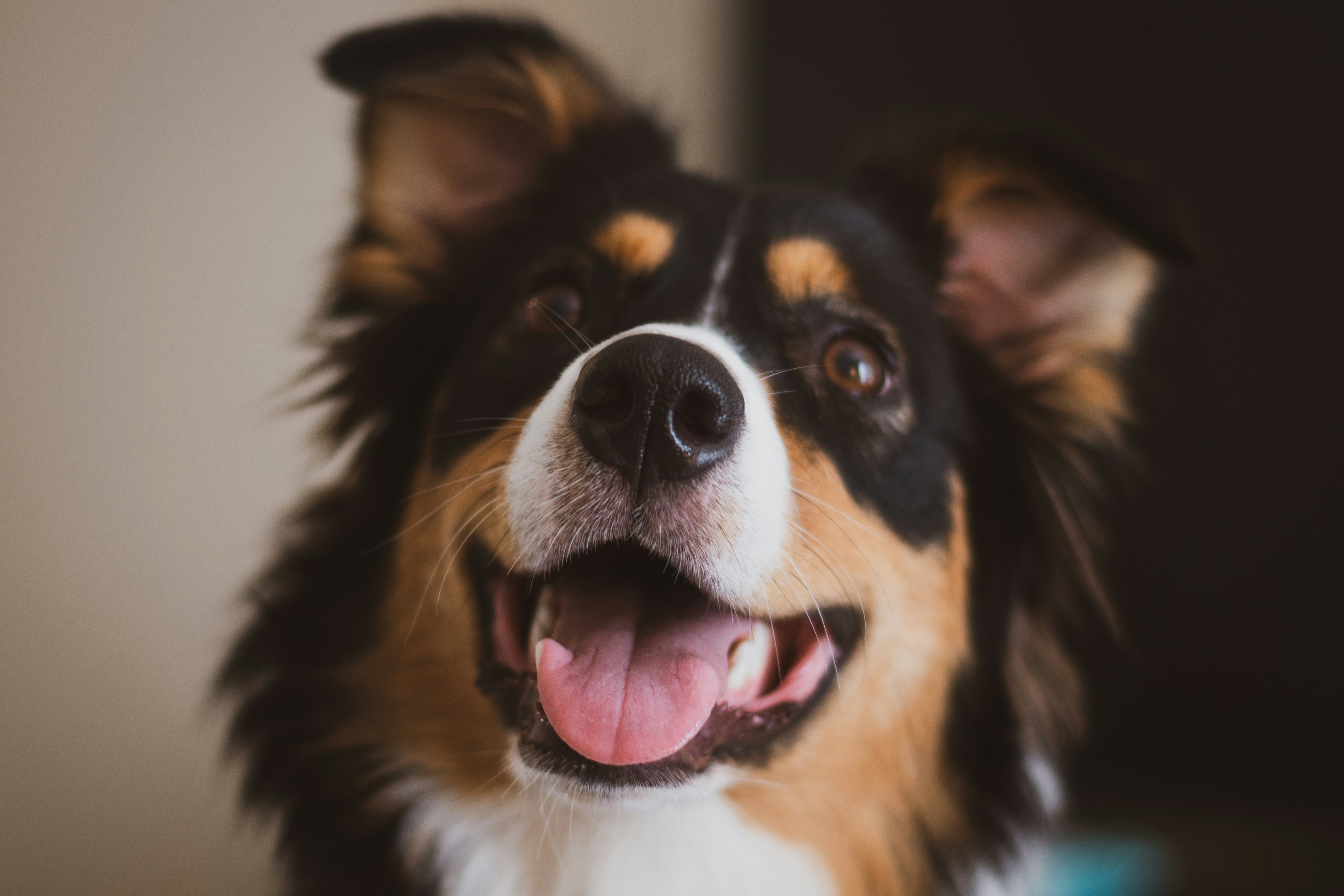 A close-up of a happy-looking tricolor dog with its mouth open, looking up.