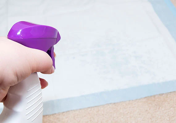 A hand holding a white spray bottle with a purple top over a pet training pad on the floor.