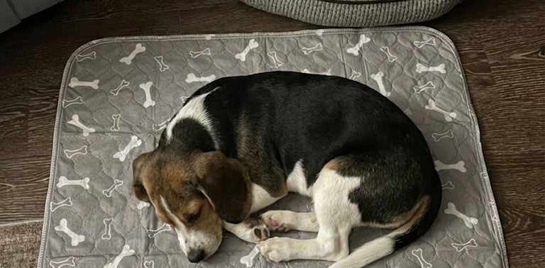 A black, brown, and white beagle is sleeping curled up on a grey mat with a bone pattern.