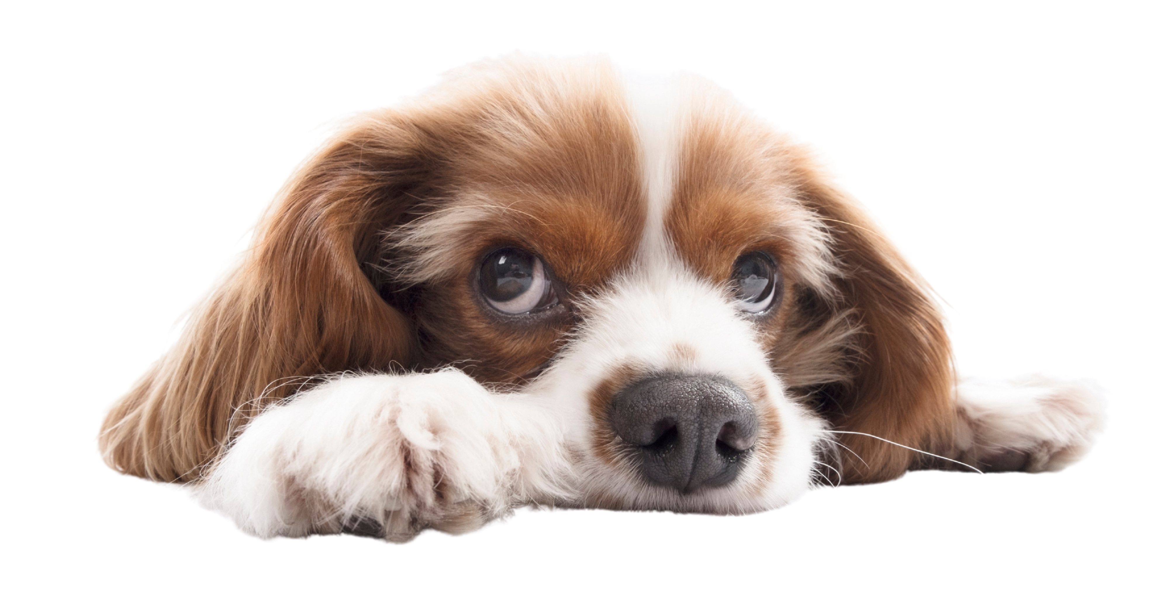A brown and white puppy with large eyes rests its head on its paws against a white background.