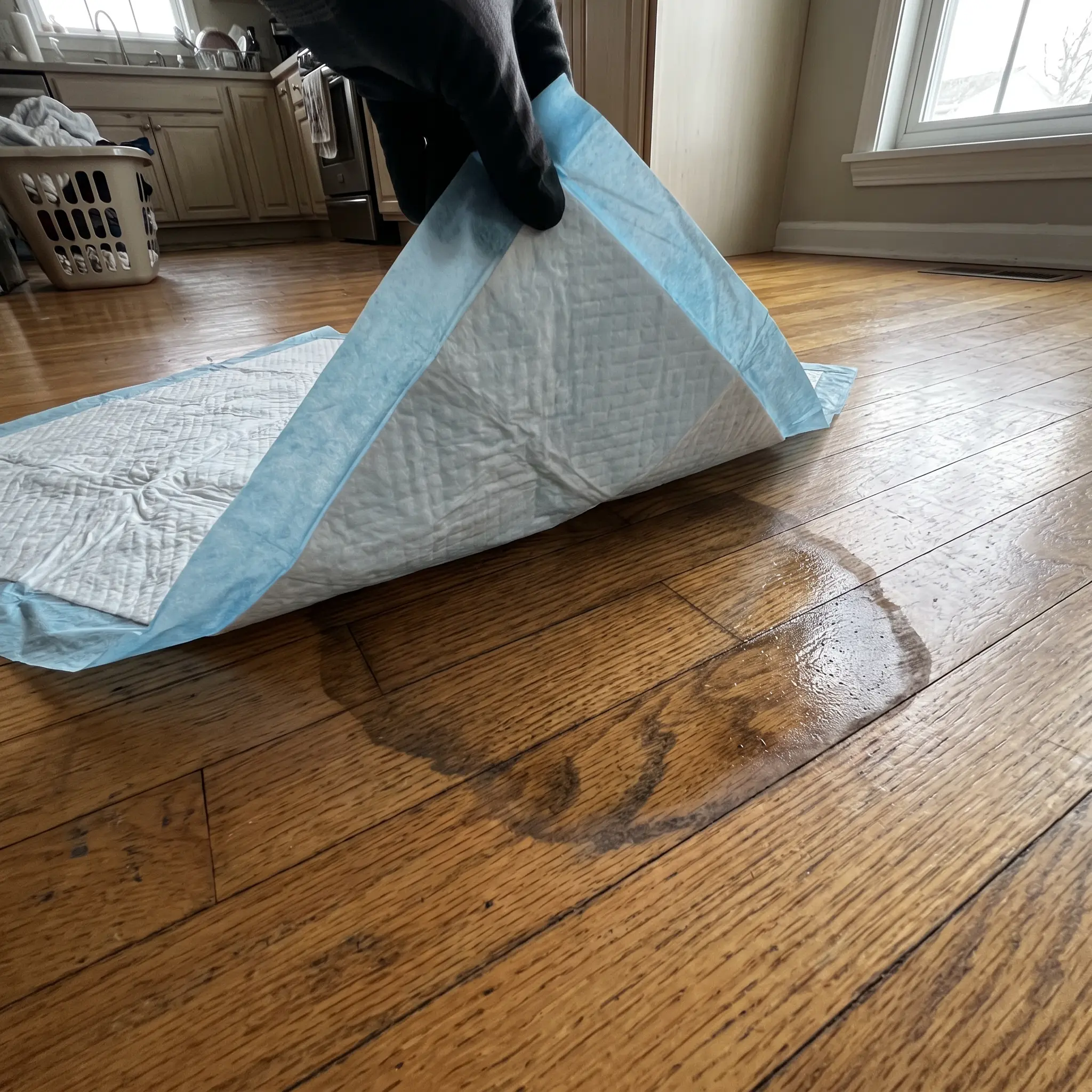 A gloved hand lifts a pet training pad, revealing a wet stain on a hardwood floor.