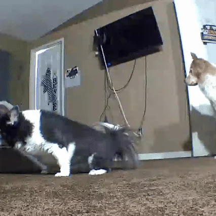 A fluffy cat pounces on another cat's tail on a carpeted floor while a dog watches.