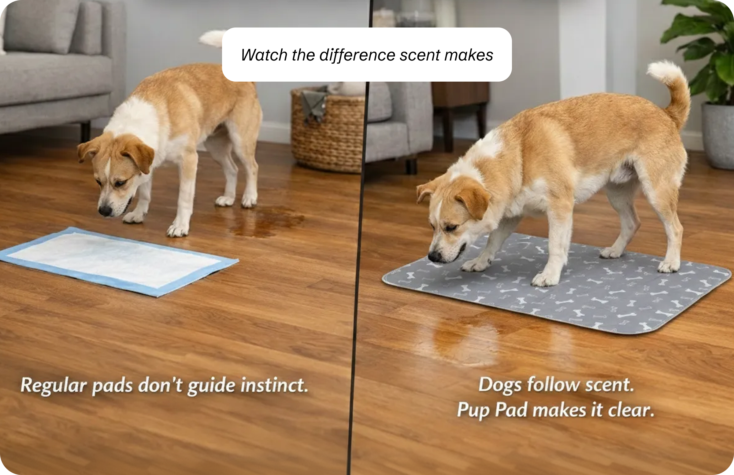A split image compares a dog urinating on the floor next to one pad to sniffing another pad.
