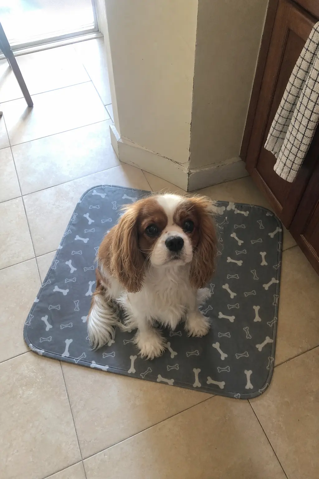 A Cavalier King Charles Spaniel sits on a grey mat with a white bone pattern on a tiled floor.