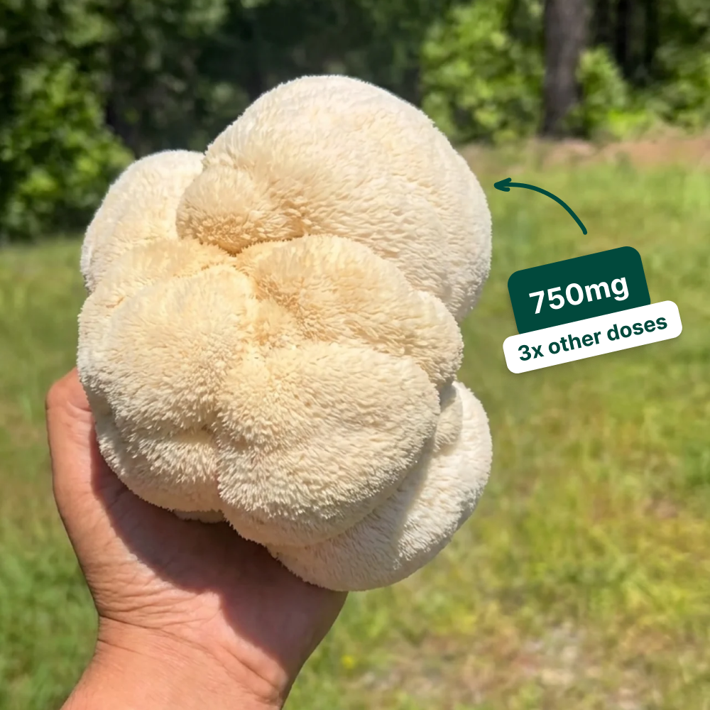 A hand holds a large, white Lion's Mane mushroom outdoors with a '750mg' text overlay.
