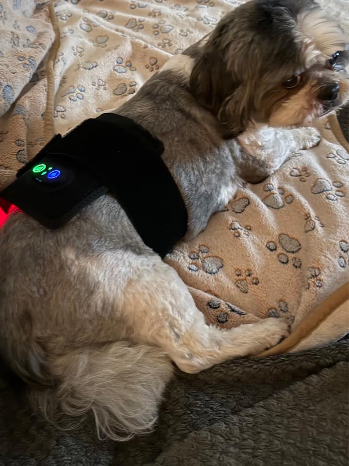 Real customer dog