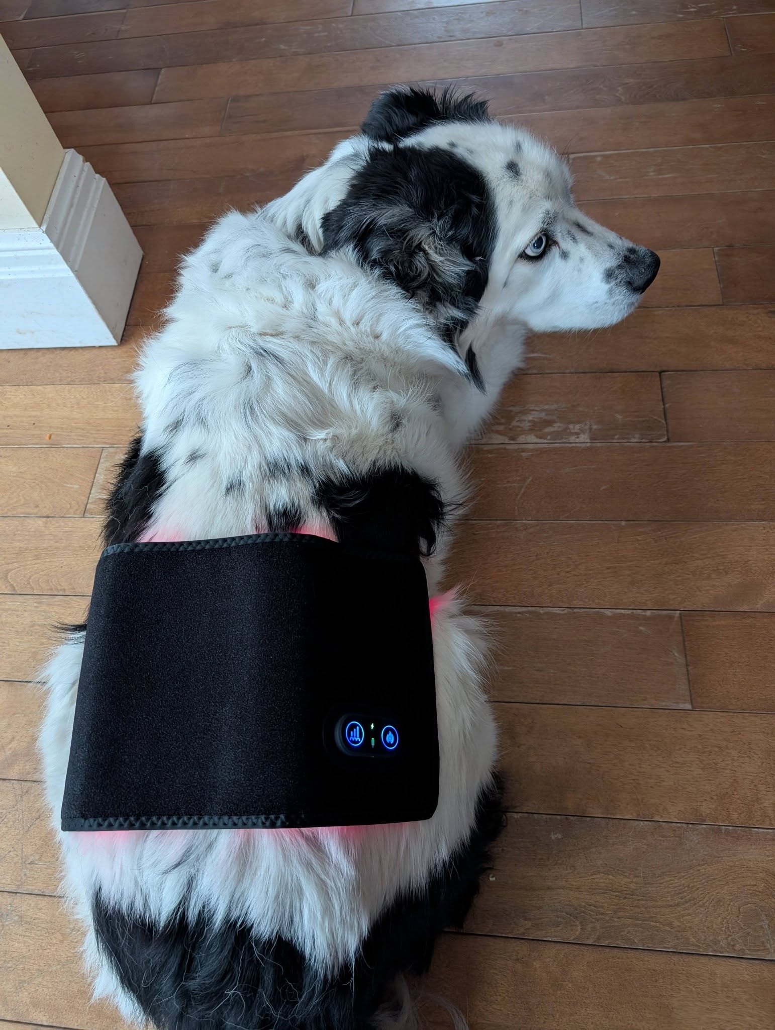 Real customer dog
