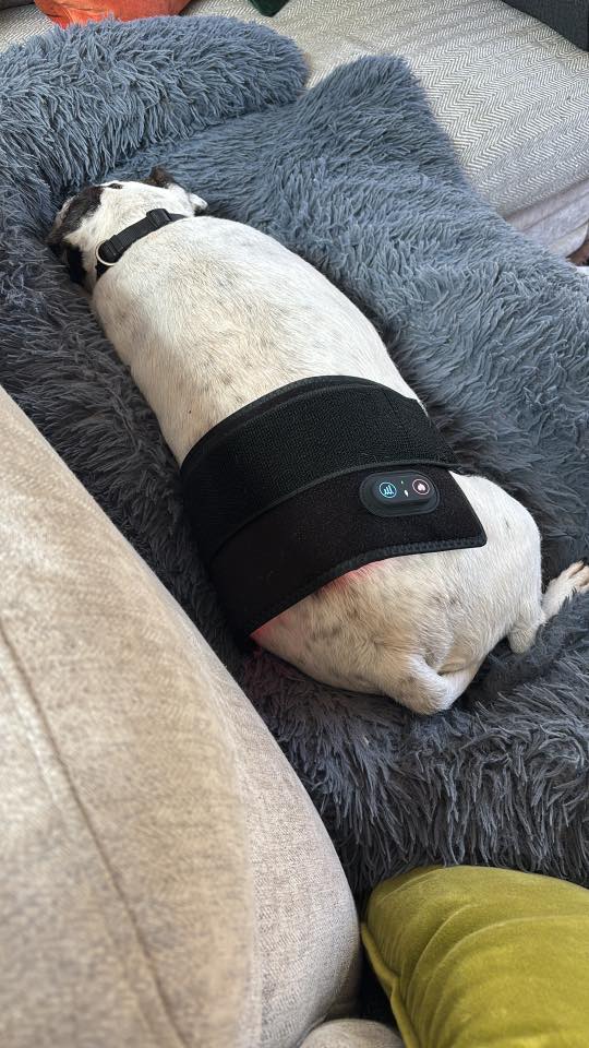 Real customer dog
