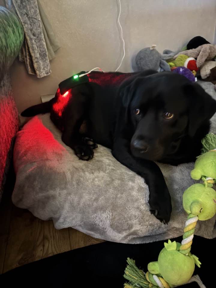 Real customer dog