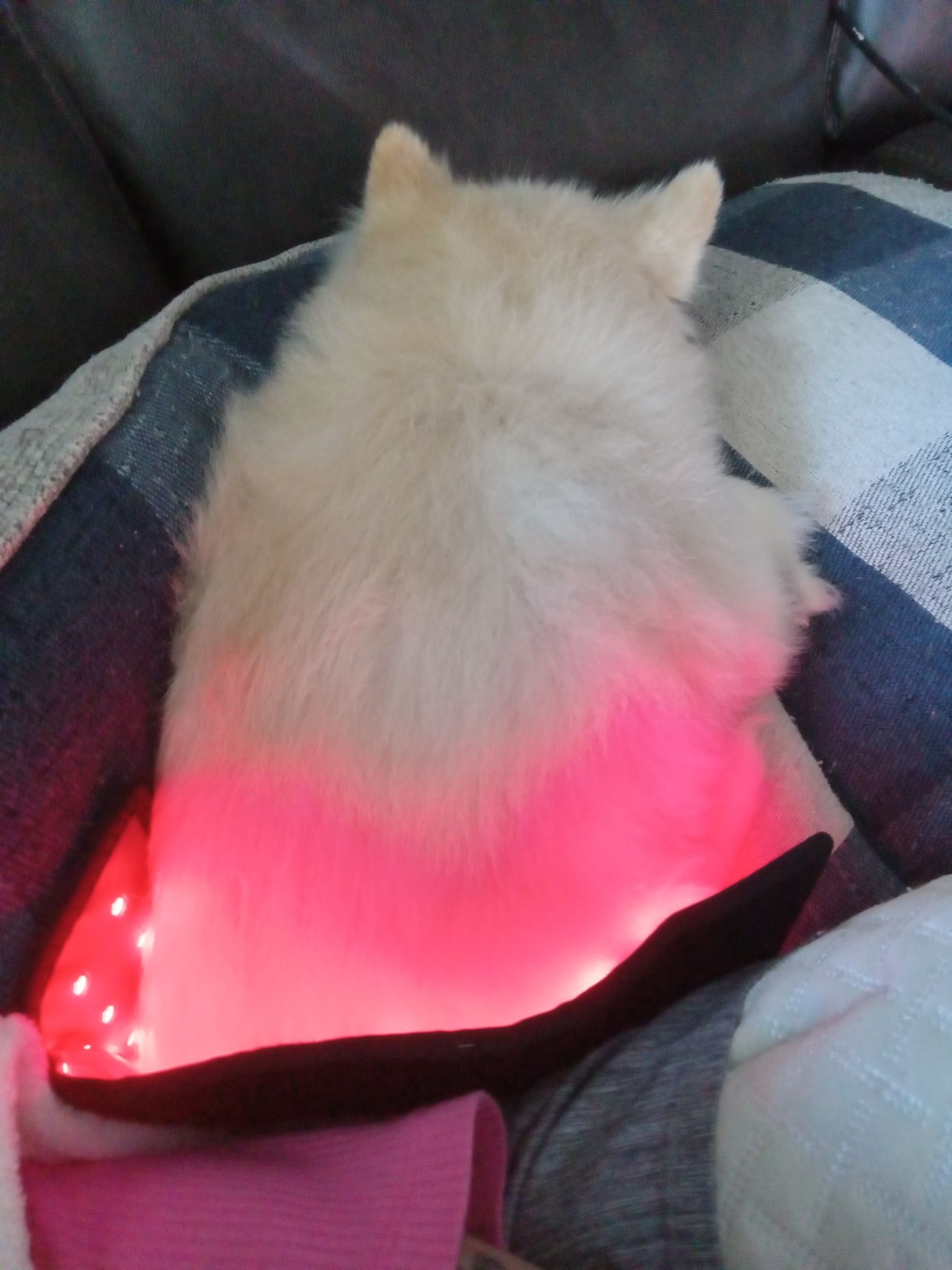 Real customer dog