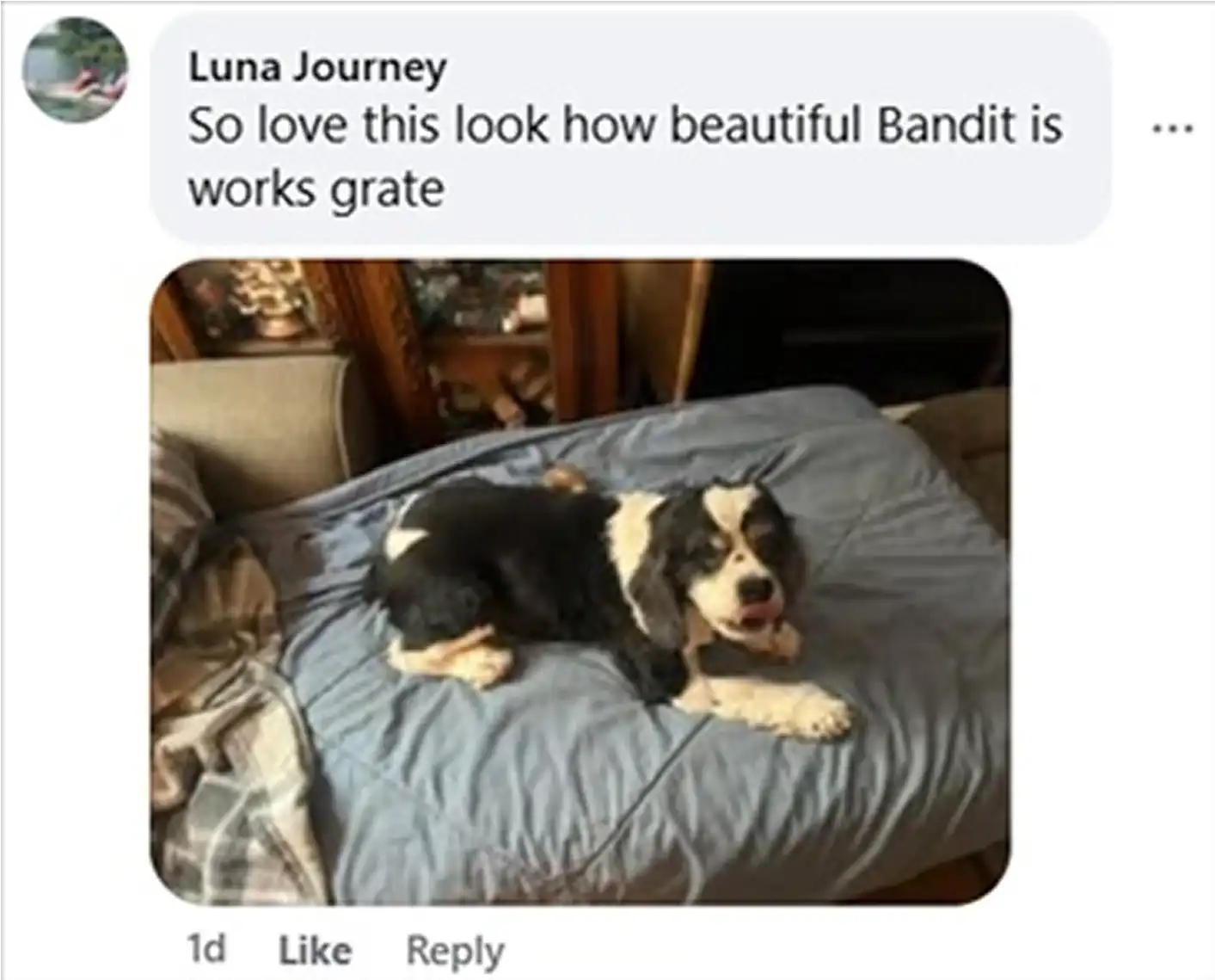 Black and white dog lying on a blue blanket indoors.