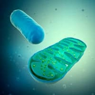 Illustration of a mitochondrion and a bacterium on a blue background.