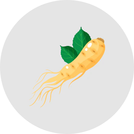 Illustration of a ginseng root with green leaves on a gray background.
