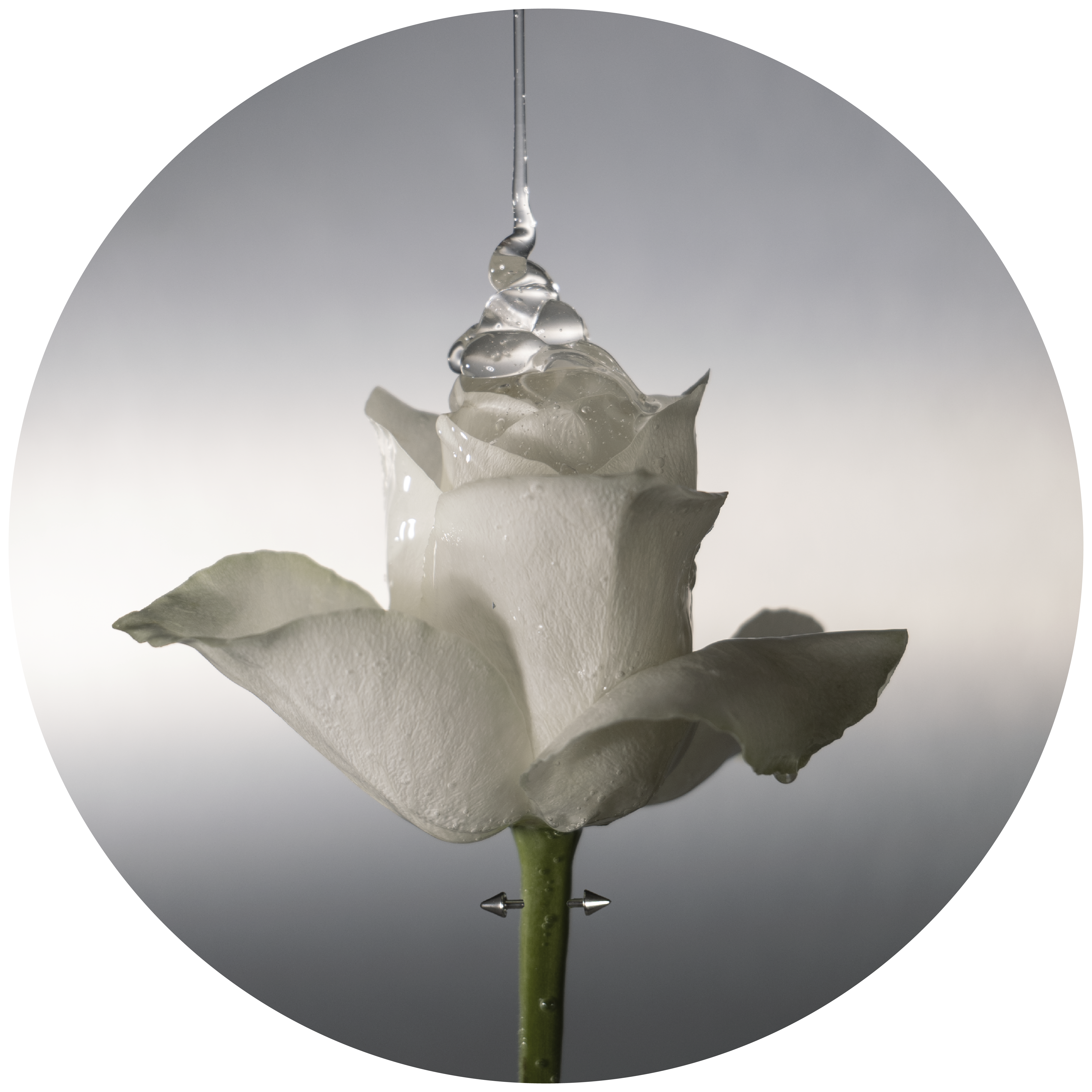 White rose with water droplets on petals and a droplet falling from above.