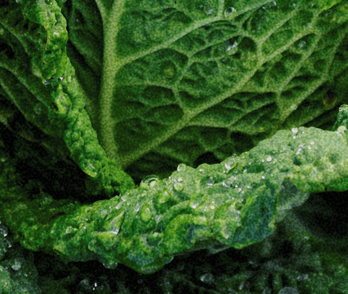 Close-up of green leaves with water droplets.