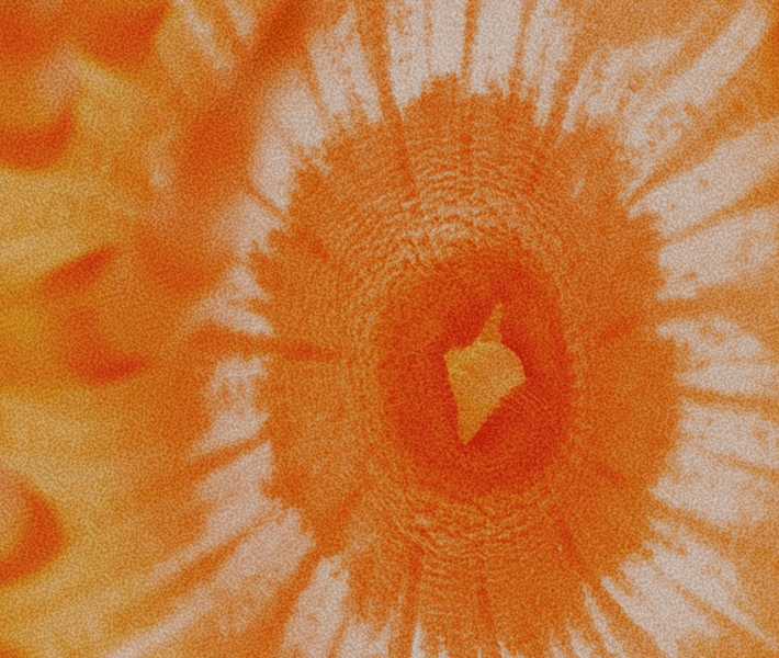 Close-up of an orange flower with a textured, circular center.