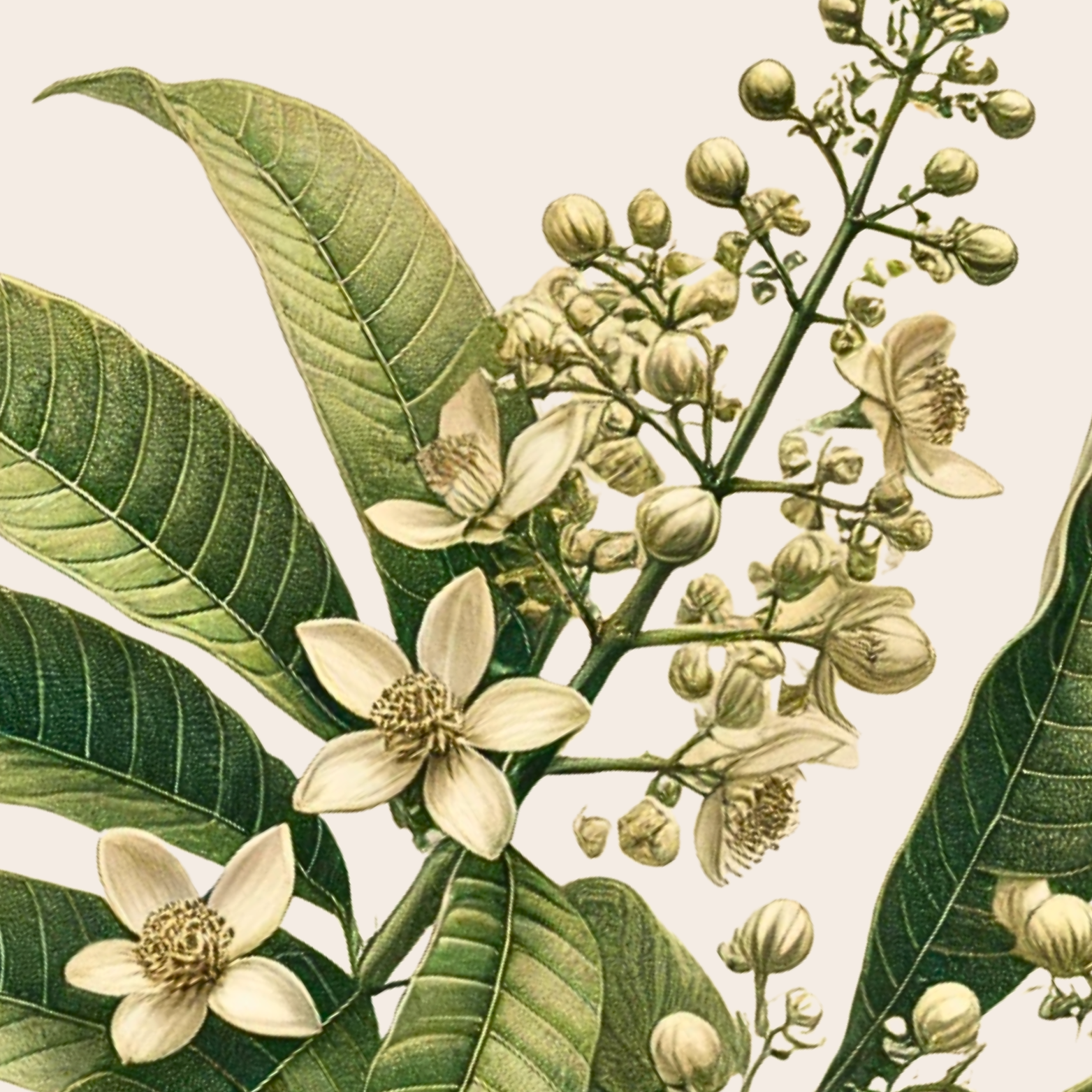 Illustration of a flowering plant with green leaves and white blossoms.