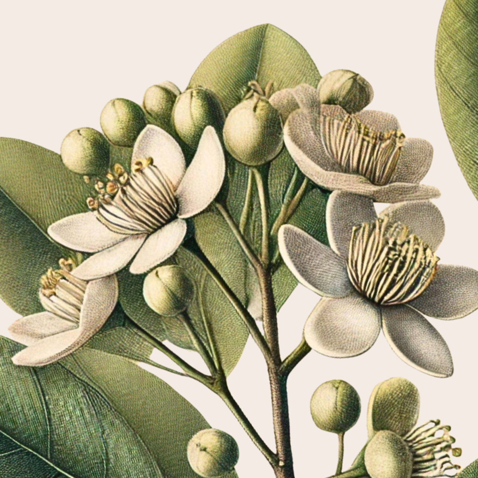 Illustration of white flowers and green leaves on a branch.
