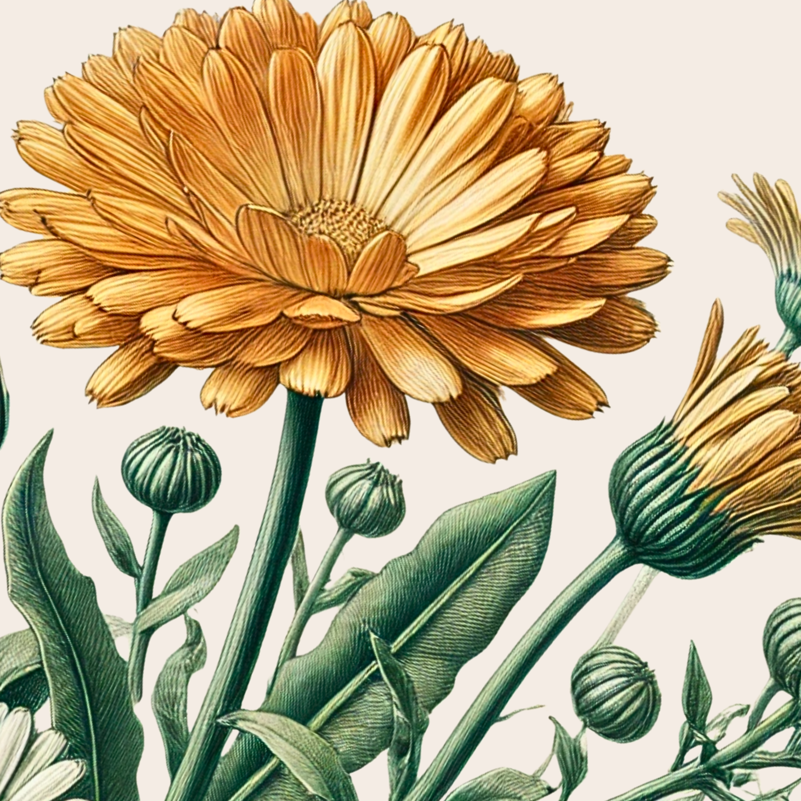 Illustration of an orange marigold flower with green leaves and buds.