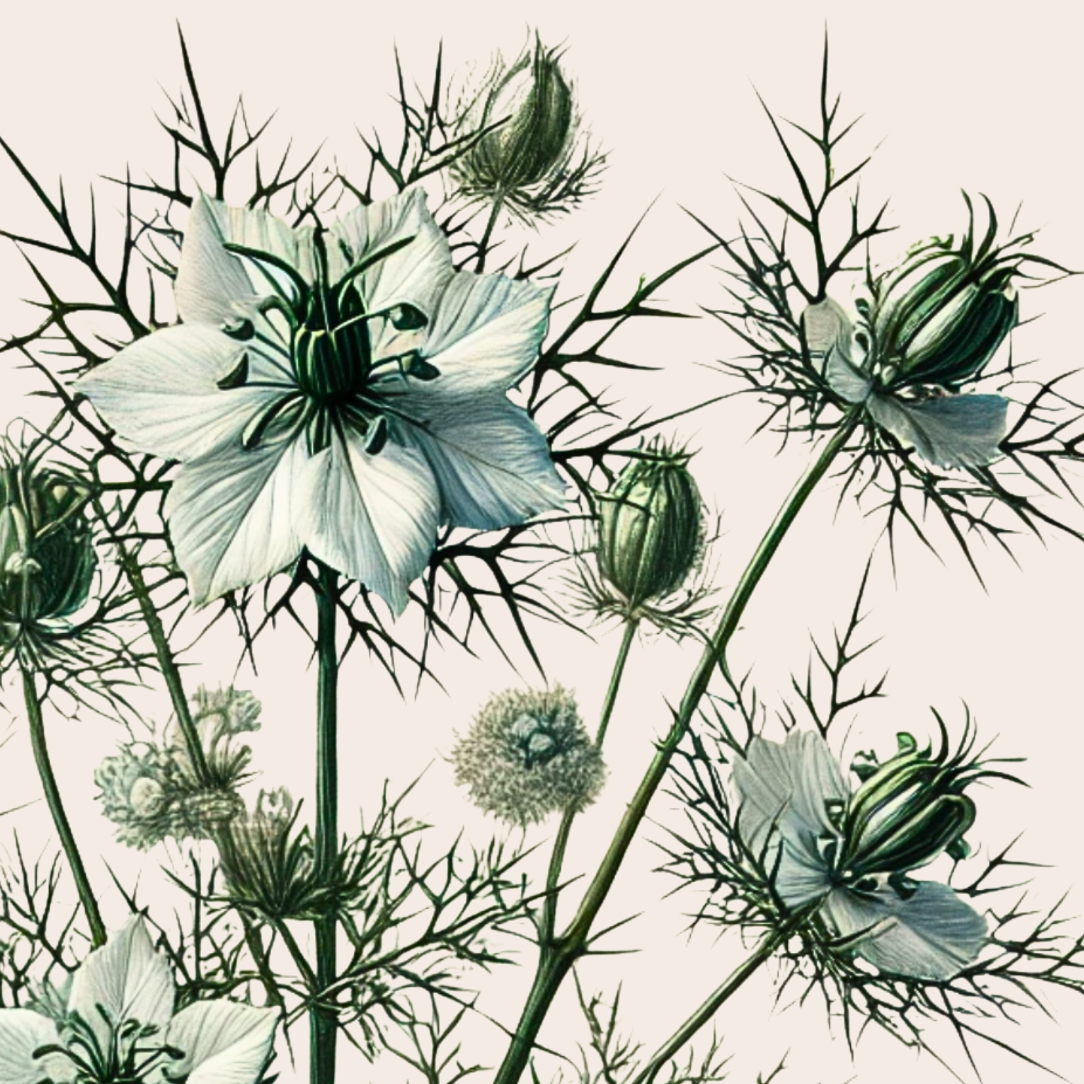 Illustration of white flowers with spiky green stems and buds.