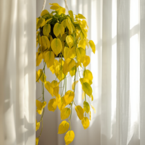 A hanging plant with vibrant yellow leaves is positioned between two sheer white curtains in the sunlight.