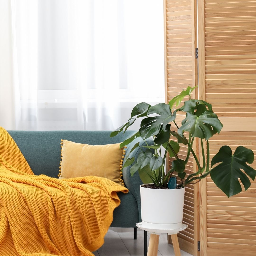 A living room with a blue sofa, yellow throw blanket, and a large potted Monstera plant.